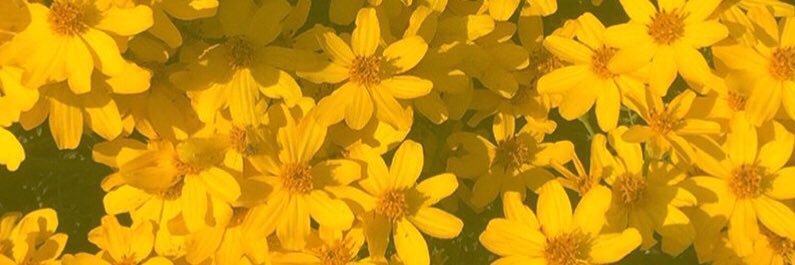 NataviaHolmes's profile banner image