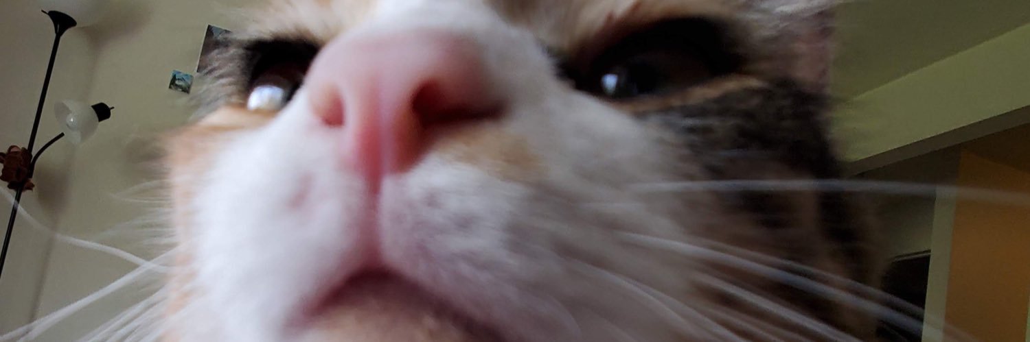 Tachitaco's profile banner image