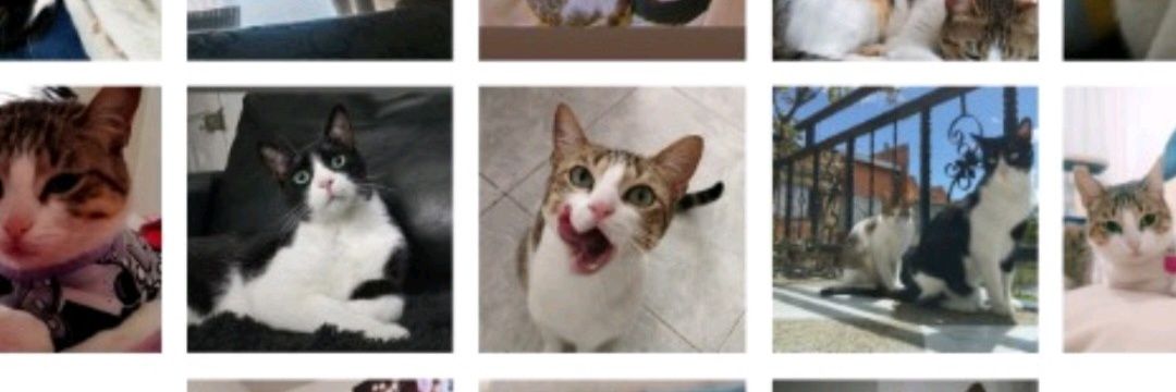 roaaaa_a's profile banner image
