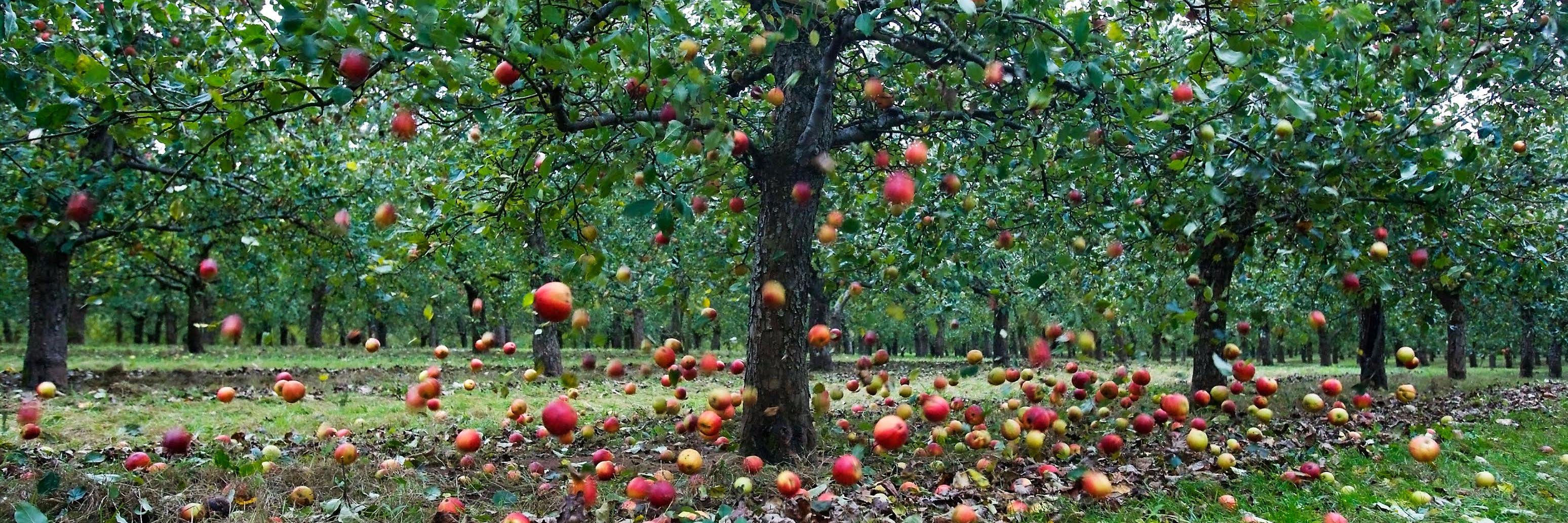 Cider Cellars banner