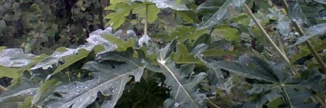 OdiaOdisha's profile banner image