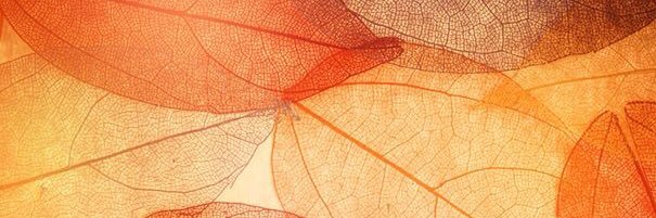 Michell79244022's profile banner image