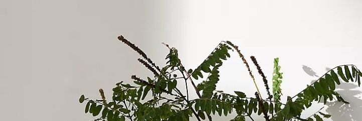 mmesutanto's profile banner image