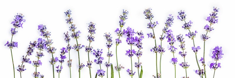 danaholden1's profile banner image