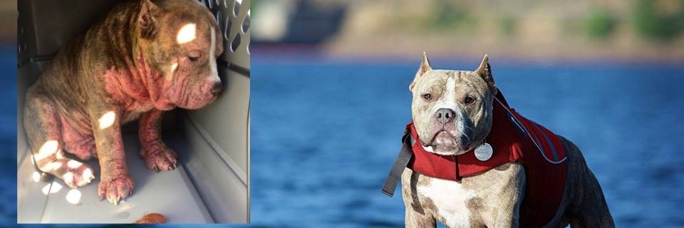 NWDogProject's profile banner image