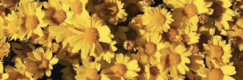 lexisack4's profile banner image