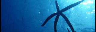 海星 -Hitode- banner