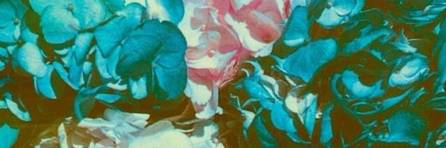 StephBellandi's profile banner image