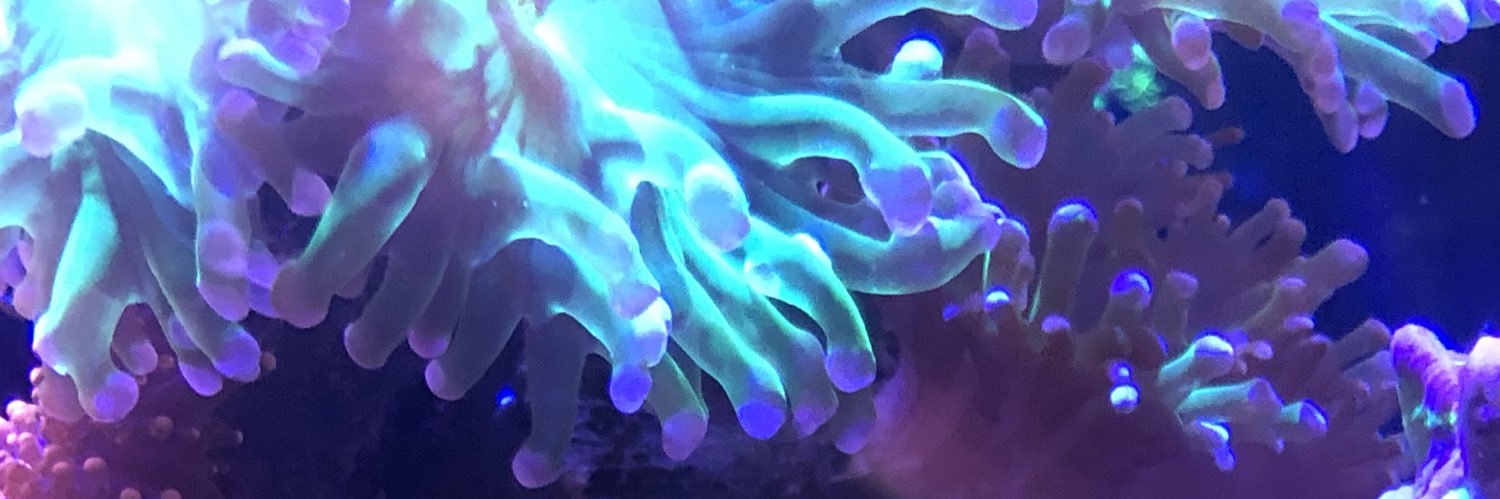 rottenorcv's profile banner image