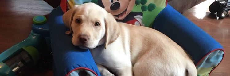 ali_loring's profile banner image