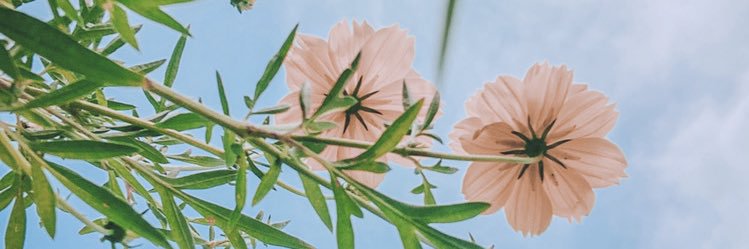 ulee banner