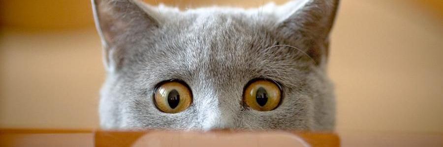 PatJamesss's profile banner image