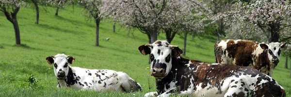 y_loriot Profile Banner