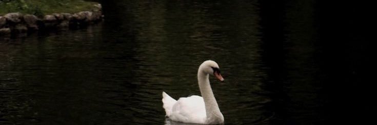 saamo_19's profile banner image