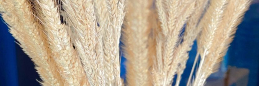 s_s™ banner