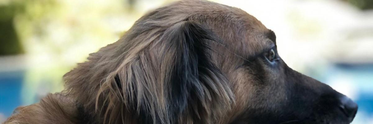 fulyakaragulle's profile banner image
