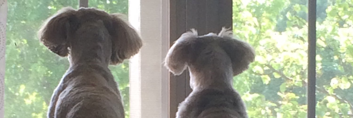 MrsGerbens's profile banner image