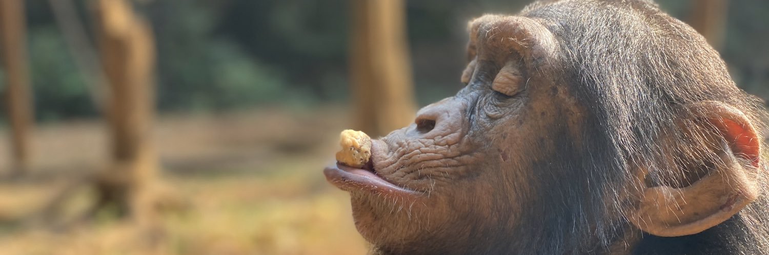 Go Ape Foundation NL banner