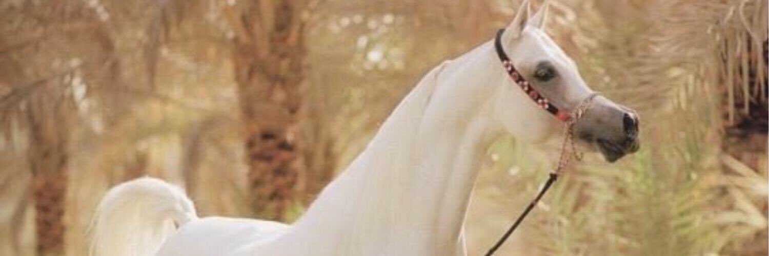 SultanetZman's profile banner image
