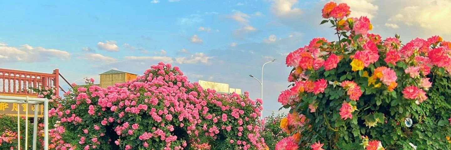 daltonmwapoa's profile banner image