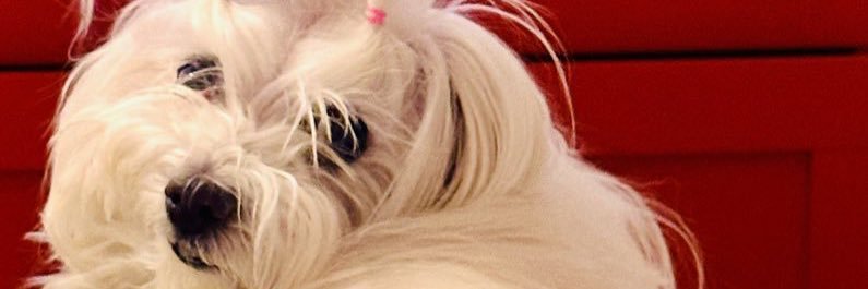 YenSi banner