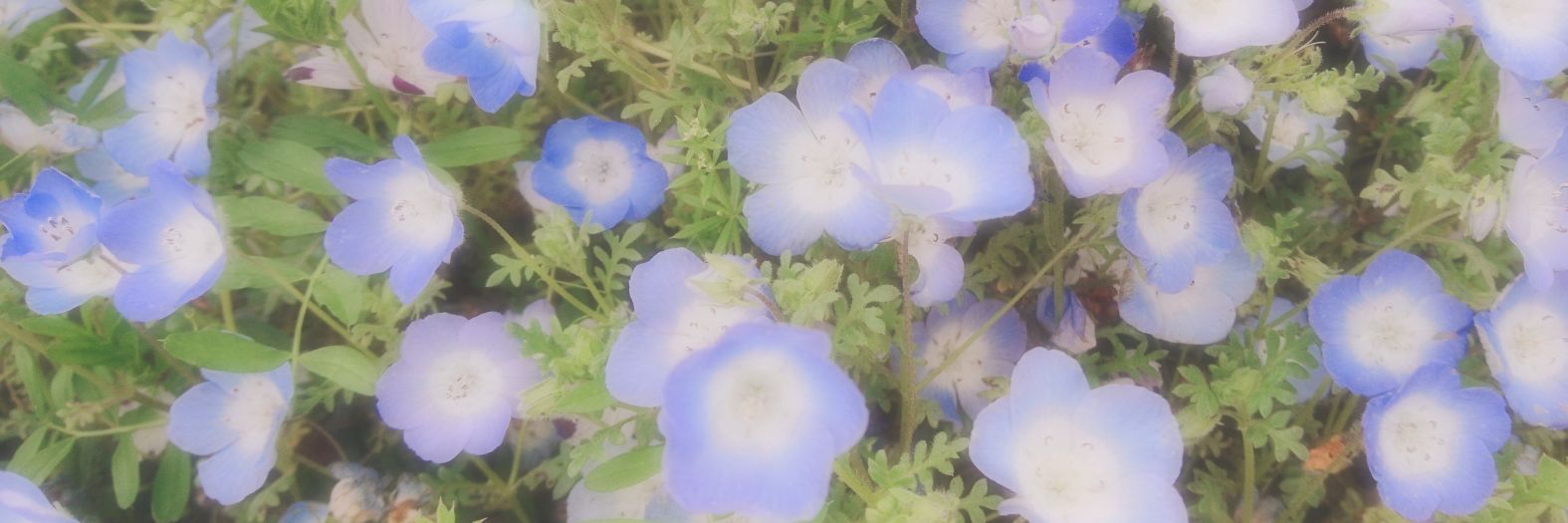 kaaaedn_S's profile banner image
