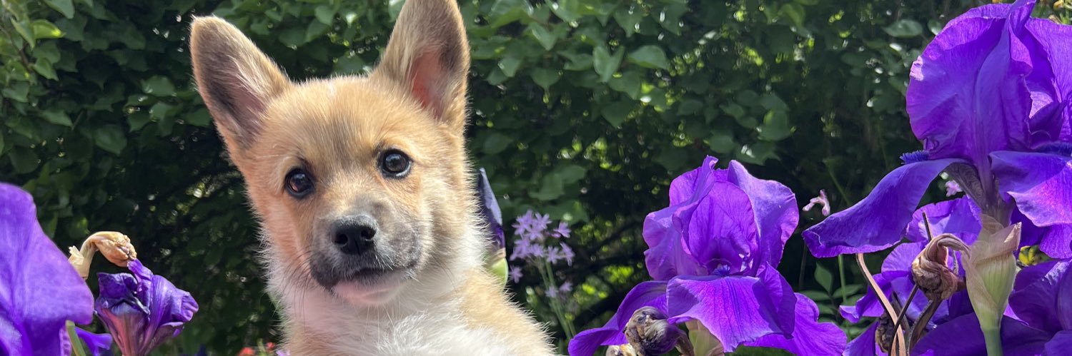 corgi_zero's profile banner image