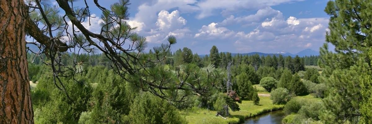 vzholt's profile banner image