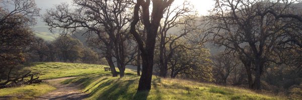 AcornHaiku Profile Banner