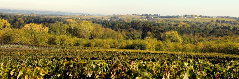 SauternesUnion's profile banner image