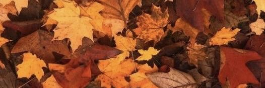 Emiliehlz's profile banner image