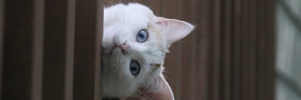 kylelebon Profile Banner