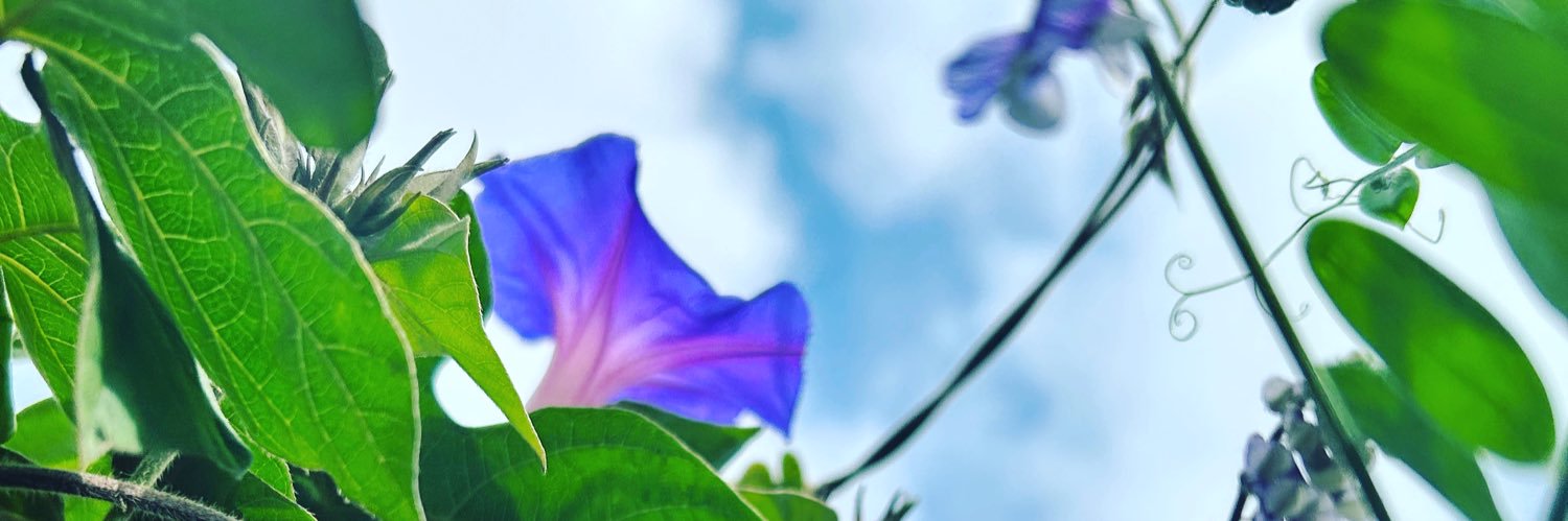 Becka McIntosh banner