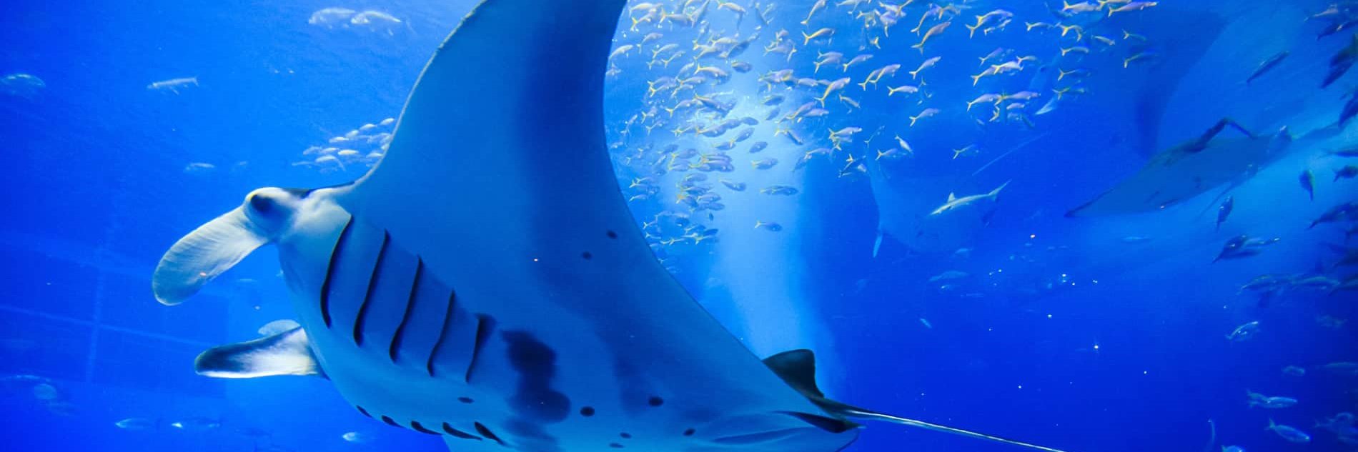 DOcean29's profile banner image