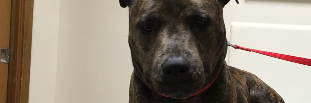 chad_chad4's profile banner image