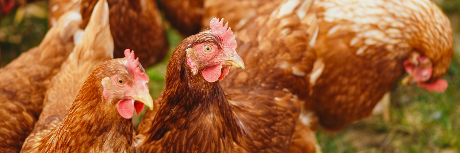 BKPoultryHealth's profile banner image