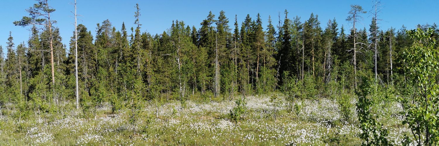 MariaVaittinen's profile banner image