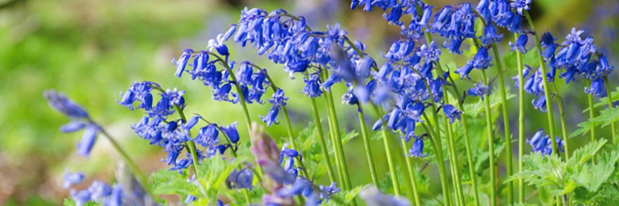 bluebellphysio's profile banner image