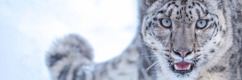 Anton Marmelid banner