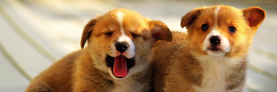 BestofCorgis's profile banner image