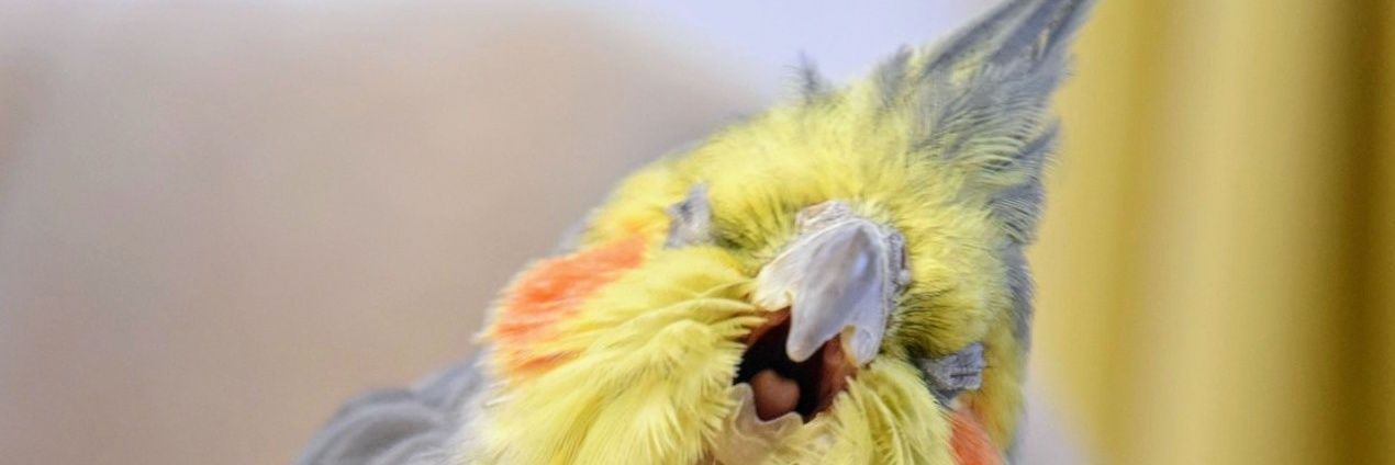 オカメインコのそらおくん banner