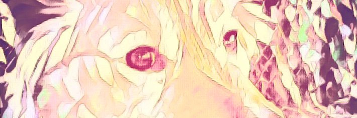 shoo_fli's profile banner image