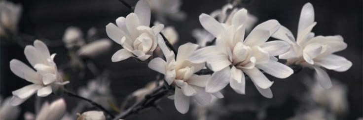 中村, 𝐊𝐞𝐢𝐤𝐨. banner