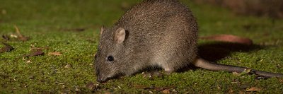 Potoroos @ CPS banner