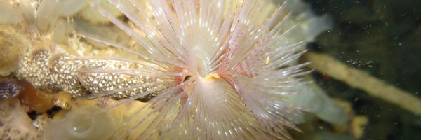 _arialee_ Profile Banner