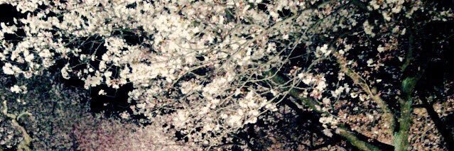 くろ。 banner