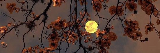 invasive species banner