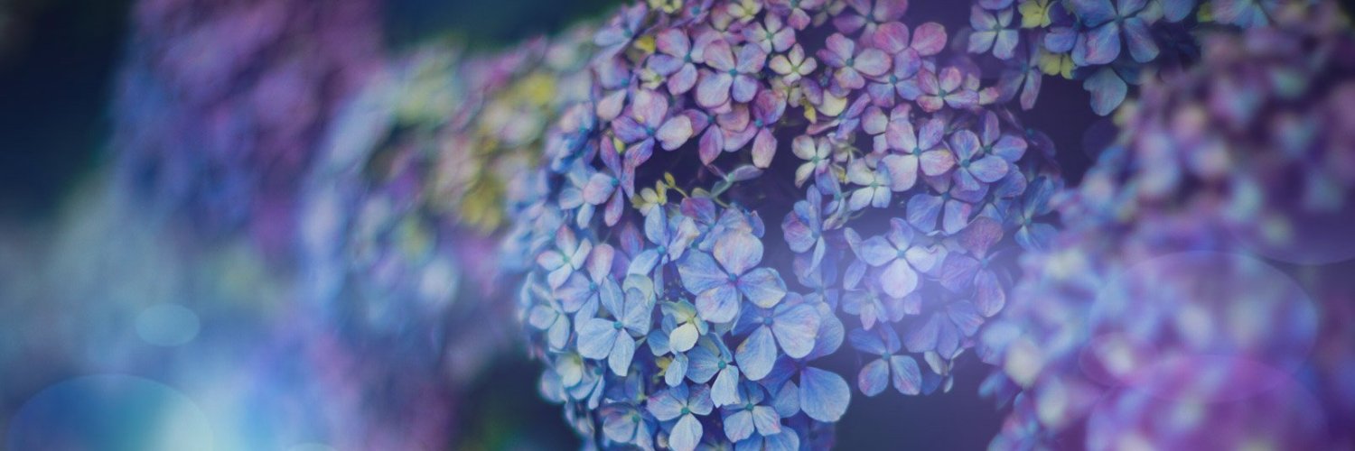 颯葵 banner