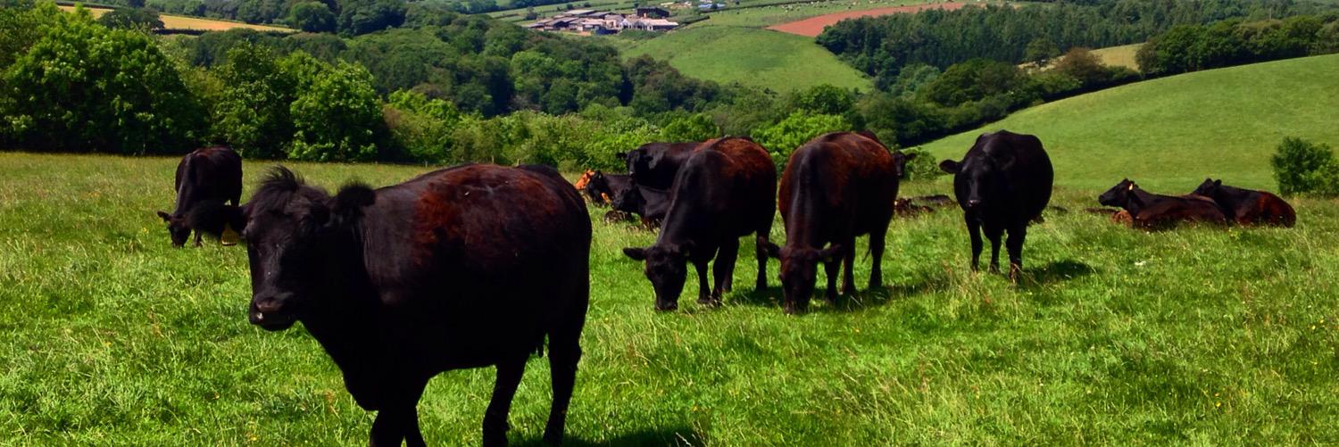 PartridgeFarm's profile banner image