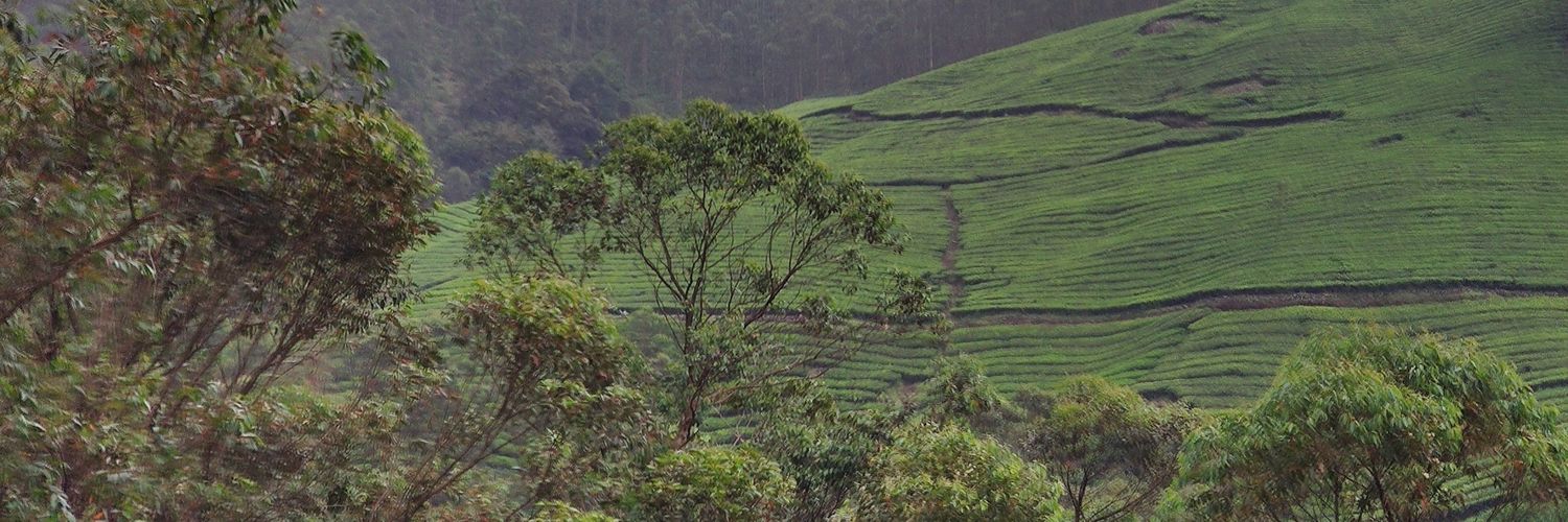 GoelTheGeek's profile banner image